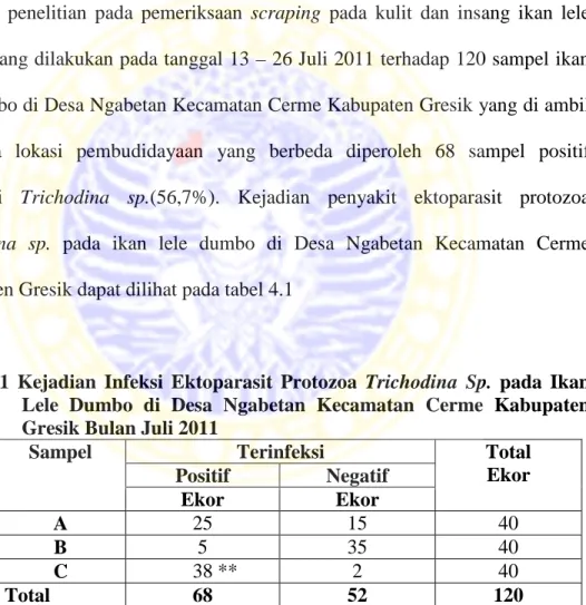 Tabel 4.1 Kejadian Infeksi Ektoparasit Protozoa Trichodina Sp.  pada Ikan  Lele Dumbo di Desa Ngabetan Kecamatan Cerme Kabupaten  Gresik Bulan Juli 2011 
