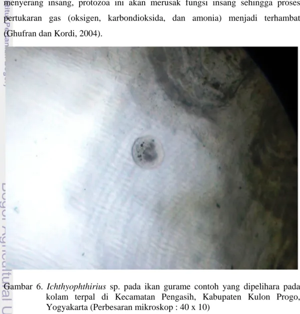 Gambar 6. Ichthyophthirius  sp. pada ikan gurame contoh yang dipelihara pada  kolam terpal di Kecamatan Pengasih, Kabupaten Kulon Progo,  Yogyakarta (Perbesaran mikroskop : 40 x 10) 