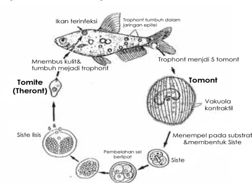 Gambar 1. Siklus hidup Ichthyophthirius sp. 