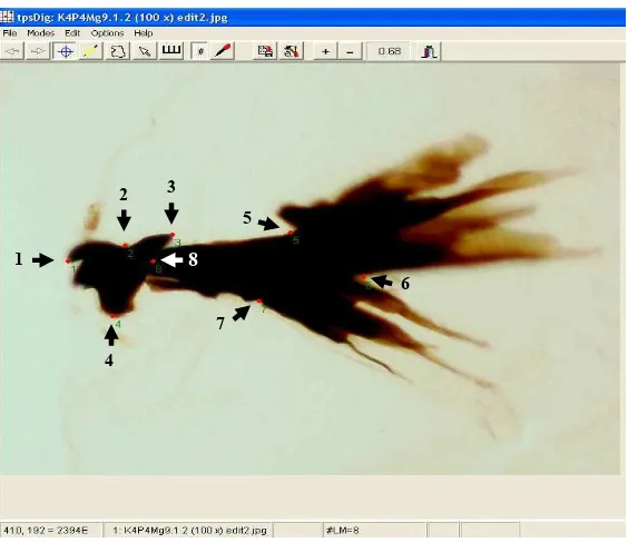 Gambar 1  Mandibel dan sklerit hipofaring larva lalat puru C. connexa yang telah dilakukan digitasi dengan program tpsdig 