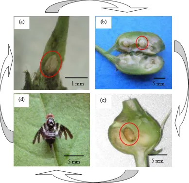 Gambar 3  Siklus hidup lalat puru C. connexa: (a) telur, (b) larva, (c) pupa, dan (d) imago 