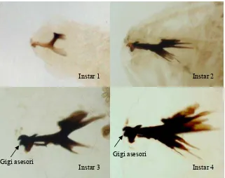 Gambar 7  Perkembangan mandibel dan sklerit hipofaring larva C.  connexa pada masing-masing instar (perbesaran 100 x)   
