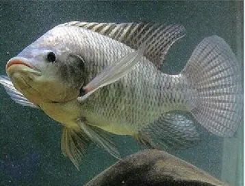 Gambar 1 : Ikan Nila (Oreochromis Niloticus). 