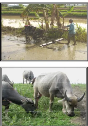 Gambar 2. Kondisi pertanian – peternakan kerbau  di Kabupaten Grobogan. 