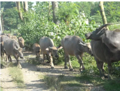 Gambar 1. Sekelompok ternak kerbau yang sedang digiring untuk digembalakan di wilayah Kecamatan  Kluwan, Kabupaten Grobogan 