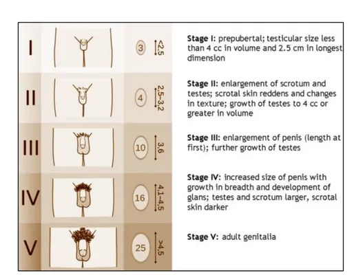 Gambar 3. Tanner stages pada remaja laki-laki 