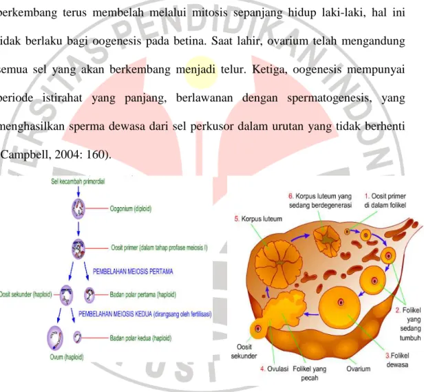 Gambar 2.5 Oogenesis  (Sumber http://www.e-dukasi.net) 