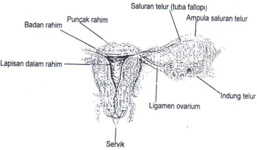 Gambar 2. Alat Reproduksi Wanita Bagian Dalam (Bagus, 1999) 
