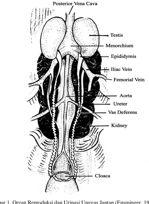 Gambar 1. Organ Reproduksi dan Urinasi Unggas Jantan (Ensminger, 1992) 