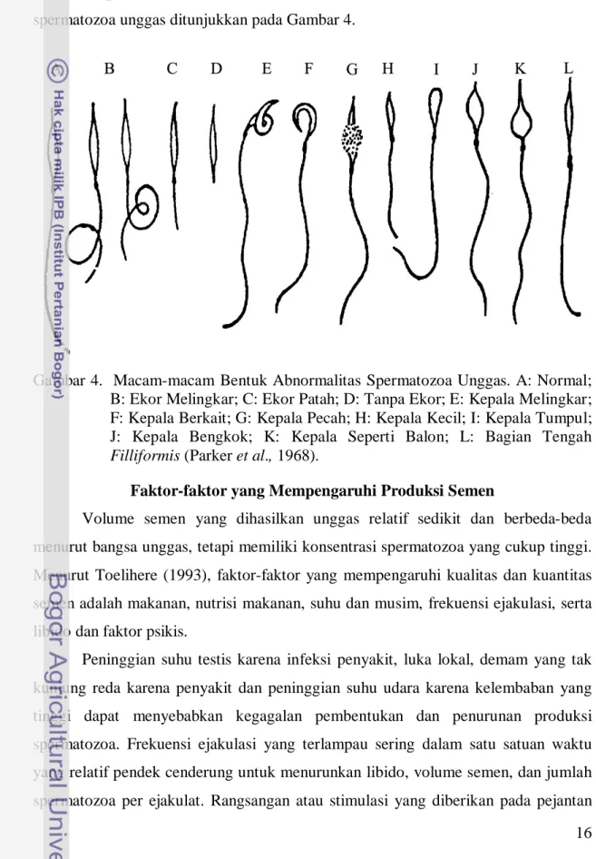Gambar 4.  Macam-macam Bentuk Abnormalitas Spermatozoa Unggas. A: Normal; 