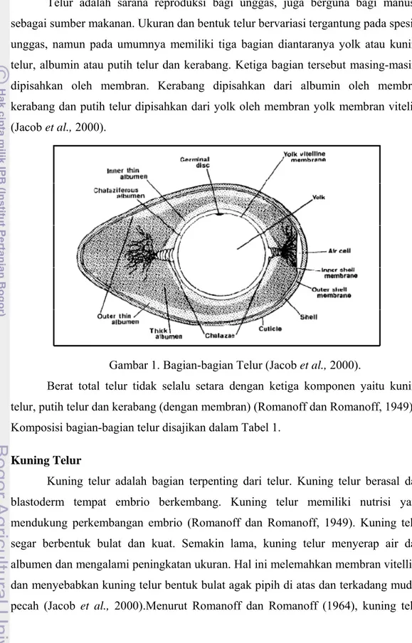 Gambar 1. Bagian-bagian Telur (Jacob et al., 2000). 