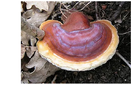 Gambar 2. Ganoderma lucidum (Wikipedia, 2010) 