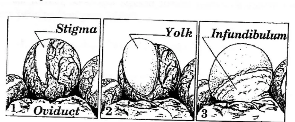 Gambar 19. Potongan melintang telur (SumberCard dan Nesheim, 1982) 