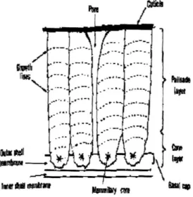 Gambar 21. Struktur kerabang telur    (Sumber: Card dan Nesheim, 1982) 