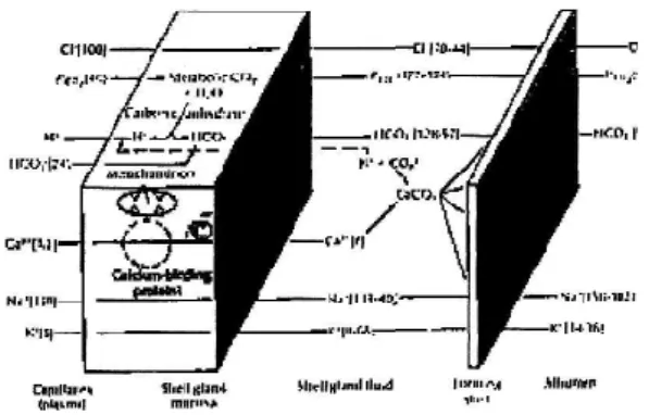 Gambar 22.    Mekanisme pembentukan kerabang telur (Sumber:Sauveur, 1988)  Mineralisasi  dari  kalsium  karbonat  kemudian  dilakukan  di  dalam  uterus  pada  10  jam  setelah  ovulasi,  kemudian  secara  cepat  terbentuklah  cone  yang  bersama-sama  den