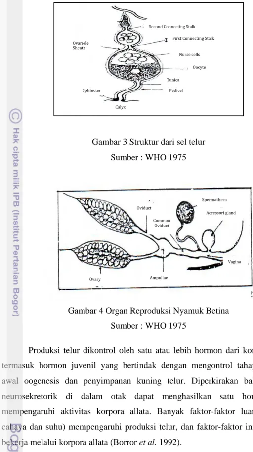 Gambar 3 Struktur dari sel telur  Sumber : WHO 1975 