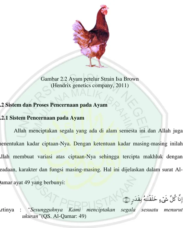 Gambar 2.2 Ayam petelur Strain Isa Brown  (Hendrix genetics company, 2011) 