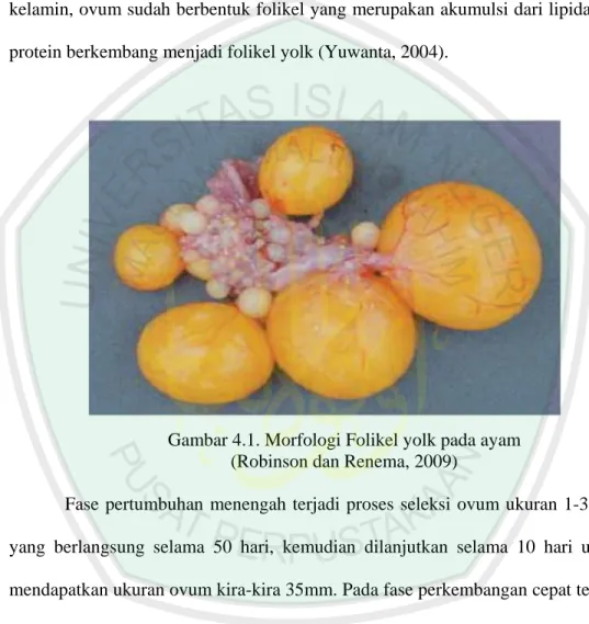 Gambar 4.1. Morfologi Folikel yolk pada ayam  (Robinson dan Renema, 2009) 