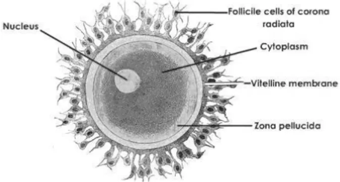 Gambar 1.2 Spermatozoa 