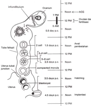 Gambar  1  Perkembangan  embrio  mencit  tahap  praimplantasi  pada  saluran  reproduksi  betina (Hogan et al