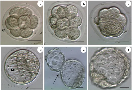 Gambar 3 Viabilitas dan perkembangan embrio setelah vitrifikasi pada tahap 8 sel: a.   viabilitas   embrio tahap 8 sel sebelum vitrifikasi, b