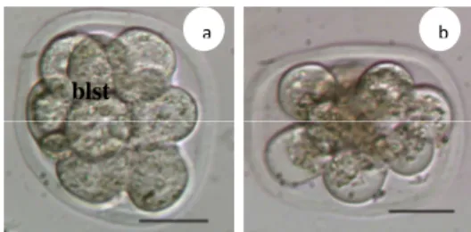 Gambar  5  Viabilitas  blastomer  setelah    vitrifikasi  pada tahap 8 sel : a.  delapan blastomer  hidup  dari  embrio  tahap  8  sel,  b