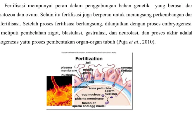 Gambar 1. Proses Fertilisasi (sumber: http://reproduksiumj.blogspot.co.id/2011/08/fertilisasi-proses- http://reproduksiumj.blogspot.co.id/2011/08/fertilisasi-proses-kehamilan.html) 