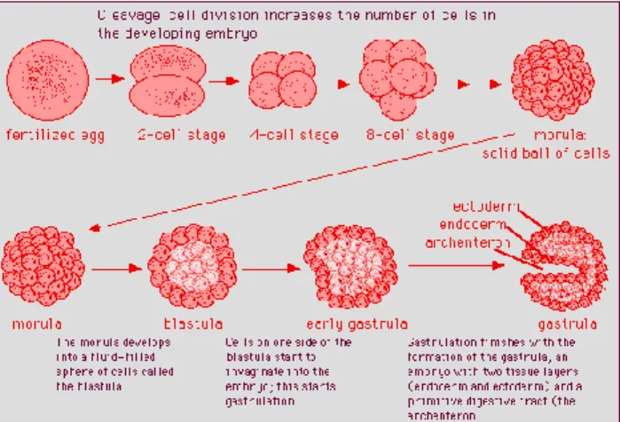 Gambar 2. Proses pembelahan sel (sumber : http://sikfan.blogspot.co.id/p/proses-reproduksi- http://sikfan.blogspot.co.id/p/proses-reproduksi-pada-manusia.html) 