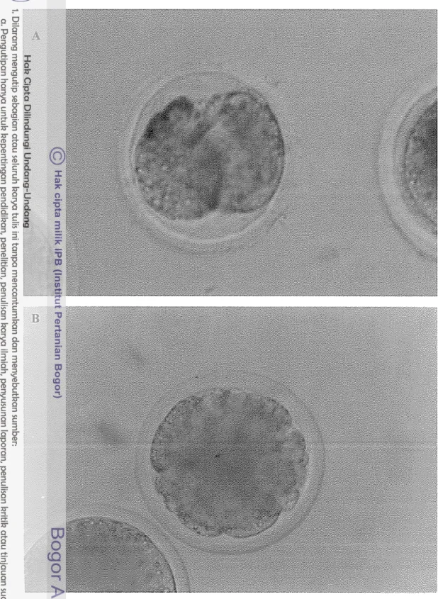 Gambar 4. Perkenlbangan Embrio Hasil Produksi In Vitro. 