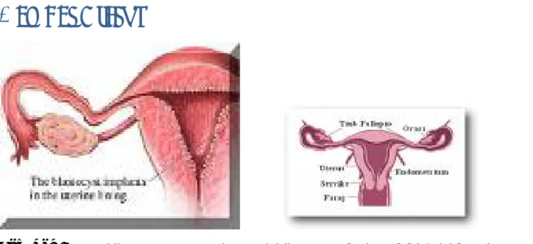 Gambar Uterus  