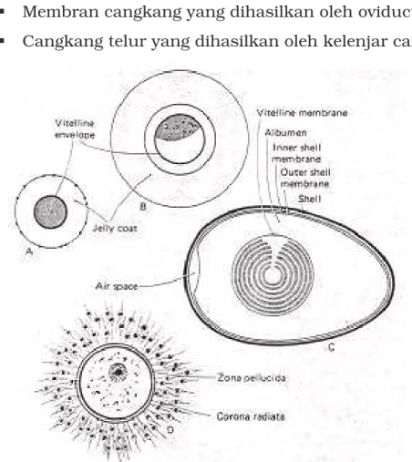 Gambar 5.10. Perbandingan pelindung telur pada berbagai species (A)  bintang laut, (B) amphibia, (C) unggas, dan (D) mamalia  (Carlson, 1988)