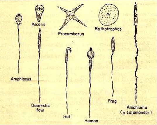 Gambar 5.1 Bentuk-bentuk sperma (Majumdar, 1985)  