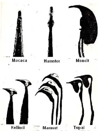 Gambar 5.3 Berbagai bentuk kepala sperma (Browder, 1984) 