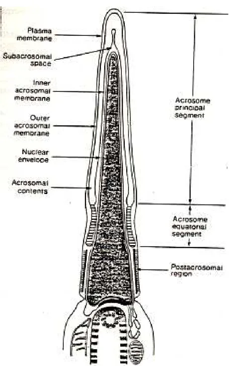 Gambar 5.4 Struktur kepala sperma pada mamalia (Browder, 1984)  Akrosom memiliki membrane tersendiri, mengandung sejumlah  enzim-enzim  hidrolitik