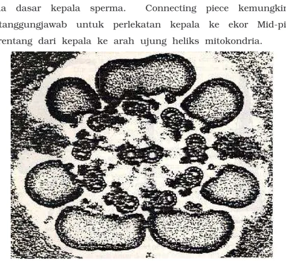 Gambar  5.5   Susunan axonema pada bagian principal piece  (Browder, 1984) 