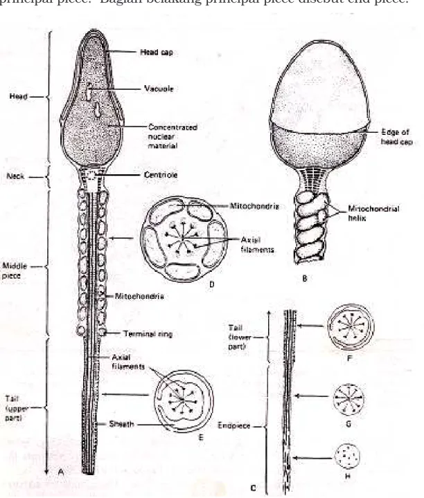 Gambar 5.6   Ultrastruktur sperma pada mamalia (Carlson, 1988) 