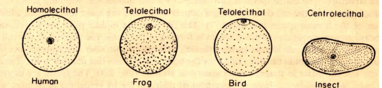 Gambar 5.7 berbagai tipe telur (Majumdar, 1985) 