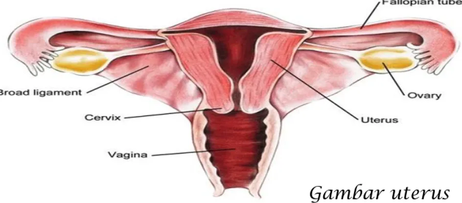 Gambar uterus 