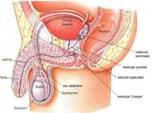 Gambar 2. Struktur alat reproduksi pria  (Sumber: Campbell Jilid 9, 2011) 