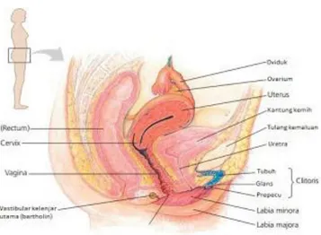 Gambar 4. Organ reproduksi wanita tampak dari (a) depan dan (b) samping  (Sumber : Campbell Jilid 9, 2011) 