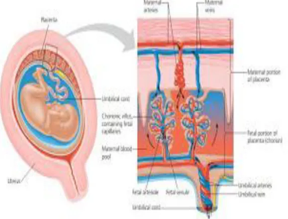 Gambar 10. Selaput pembungkus janin dan struktur plasenta  (Sumber : Campbell Jilid 9, 2011) 