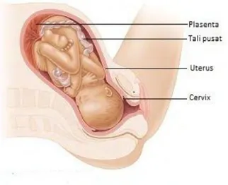 Gambar 12. Tahap dilatasi cervix  (Sumber : Campbell Jilid 9, 2011) 