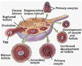 Gambar : proses ovulasi