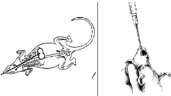 Gambar 3.1 Gavage (Sumber: Schwiebert, 2007)  c.  Koleksi Embrio 