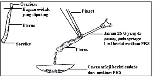 Gambar 3.1  Koleksi embrio dengan cara flushing  (Sumber: Dye, 1993 dalam Priyandoko, 2004) 