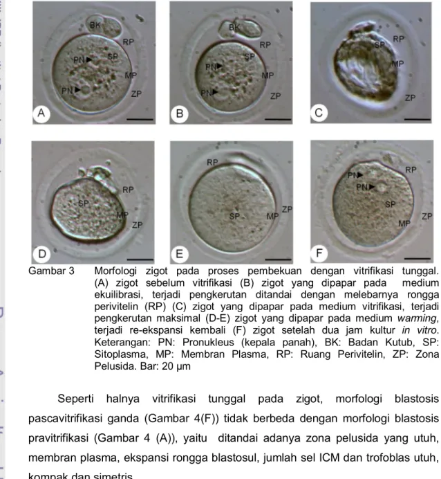 Gambar 3    Morfologi zigot pada proses pembekuan dengan vitrifikasi  tunggal.          