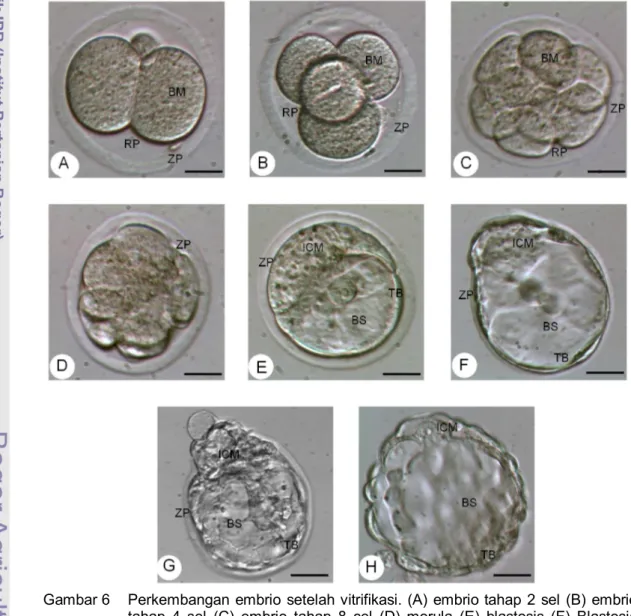 Gambar 6  Perkembangan embrio setelah vitrifikasi. (A) embrio tahap 2 sel (B) embrio  tahap 4 sel (C) embrio tahap 8 cel (D) morula (E)  blastosis (F) Blastosis  tahap ekspan setelah dikultur 24 jam (G) Blastosis tahap hatching  setelah  dikultur 36 –  48 