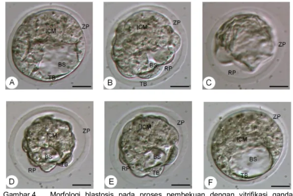 Gambar 4    Morfologi blastosis pada proses pembekuan dengan vitrifikasi  ganda.     