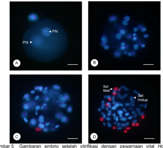 Gambar 5  Gambaran embrio setelah vitrifikasi dengan pewarnaan vital  Hoechst- Hoechst-propidium iodide (Hoechst-PI)
