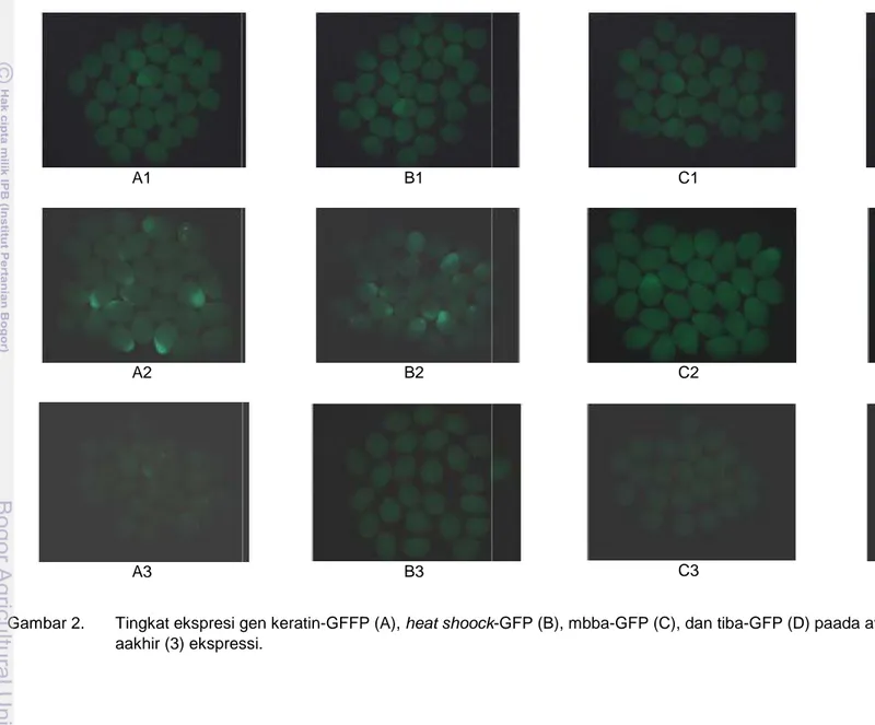 Gambar 2.  Tingkat ekspresi gen keratin-GFFP (A), heat shoock-GFP (B), mbba-GFP (C), dan tiba-GFP (D) paada awal (1), puuncak (2), dan  aakhir (3) ekspressi